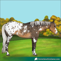 Horse Color:White Spotted Silver Smoky Black Appaloosa 