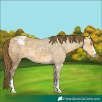 Horse Color:Sable Cream Champagne Ice Dun Varnish 