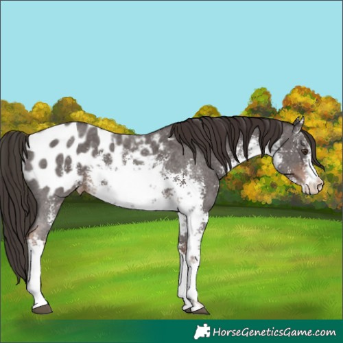 Horse Color:White Spotted Liver Chestnut Sabino Blanket 