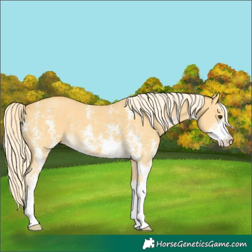 Horse Color:Unknown 