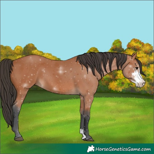 Horse Color:Bay Sabino 