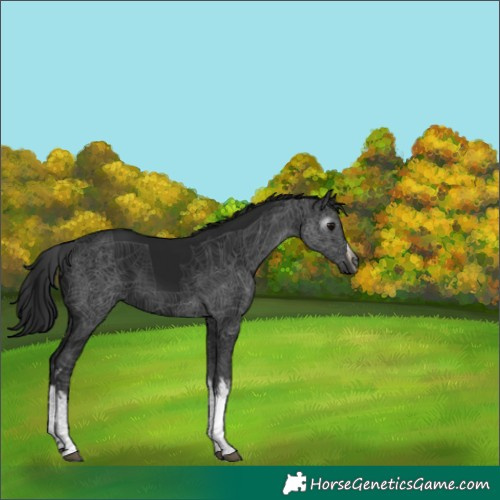 Horse Color:Gray White Spotted Black 