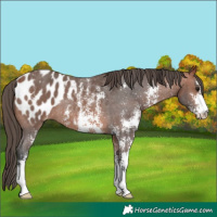 Horse Color:Bay Sabino Appaloosa Rabicano 