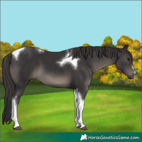 Horse Color:Smoky Black Tobiano 