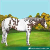 Horse Color:Silver Black Tobiano Appaloosa