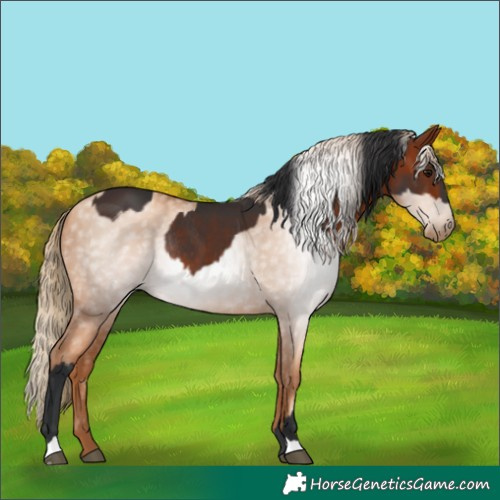 Horse Color:Brown Rabicano and Gray Gold Champagne Pearl Rabicano