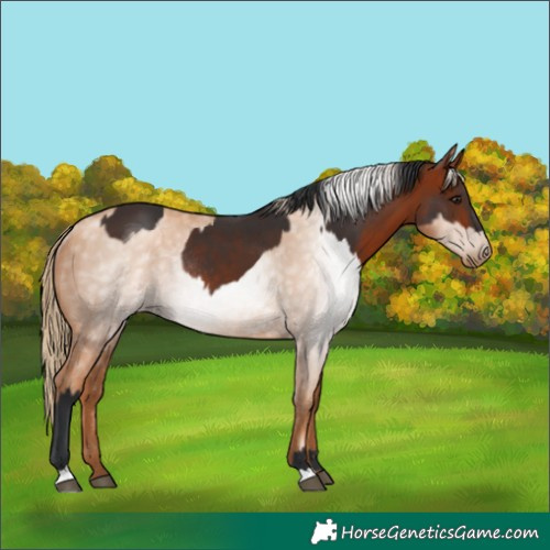 Horse Color:Brown Rabicano and Gray Gold Champagne Pearl Rabicano