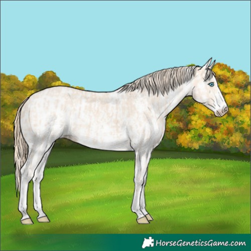 Horse Color:Perlino Sabino and Perlino Sabino