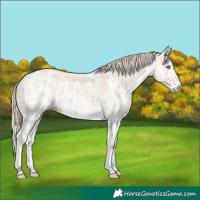 Horse Color:Perlino Sabino and Perlino Sabino
