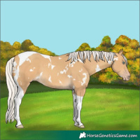 Horse Color:White Spotted Silver Sable Cream Champagne Tobiano 