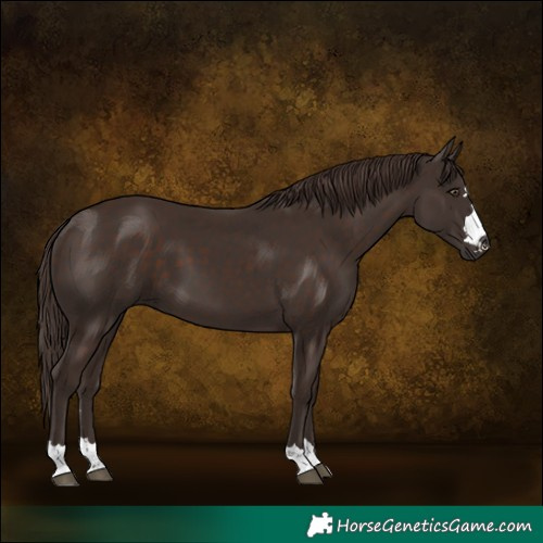 Horse Color:Liver Chestnut 