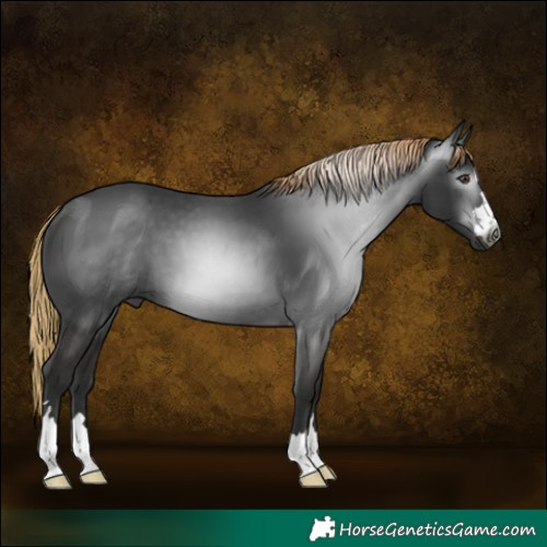 Horse Color:Gray Liver Chestnut