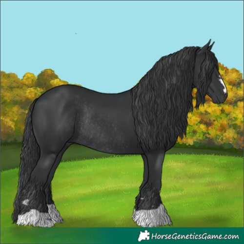 Horse Color:Black Rabicano 