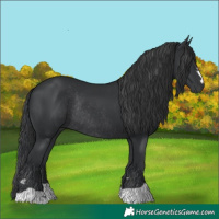 Horse Color:Black Rabicano 