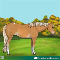 Horse Color:Palomino Tobiano