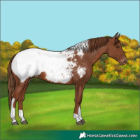 Horse Color:Chestnut Tobiano Appaloosa 