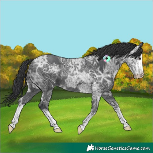 Horse Color:White Spotted Black Ice Rabicano 