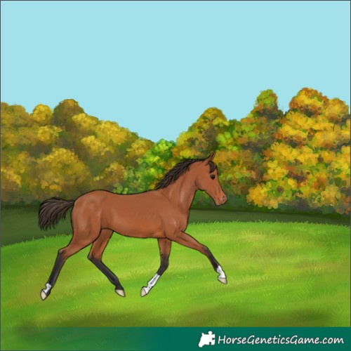 Horse Color:Bay Appaloosa 