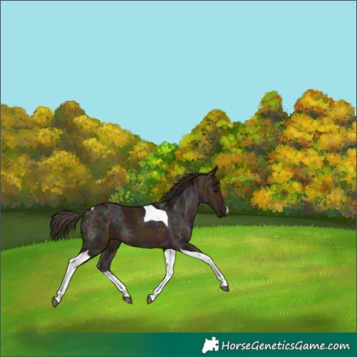 Horse Color:White Spotted Midnight Bay Ice Dun Tobiano 