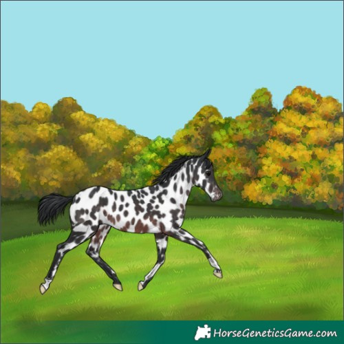 Horse Color:Platinum Brown Leopard 