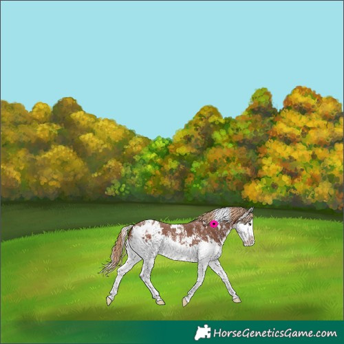 Horse Color:White Spotted Chestnut Sabino Splash Blanket 