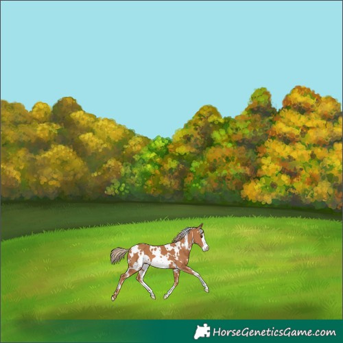 Horse Color:White Spotted Chestnut Frame 