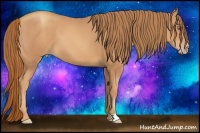 Horse Color:Gold Champagne 