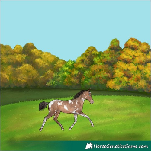 Horse Color:White Spotted Sable Champagne Tobiano 