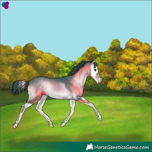 Horse Color:Platinum Watercolor Brown Onyx Splash 