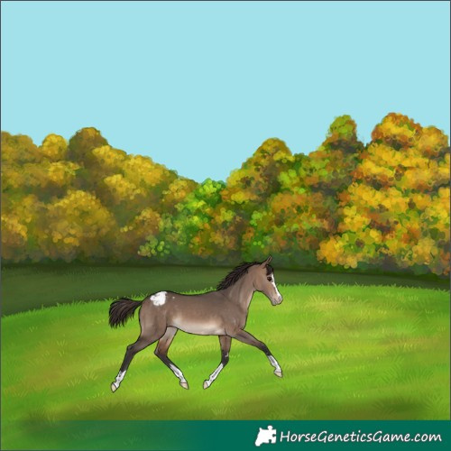 Horse Color:Brown Dun Snowcap 