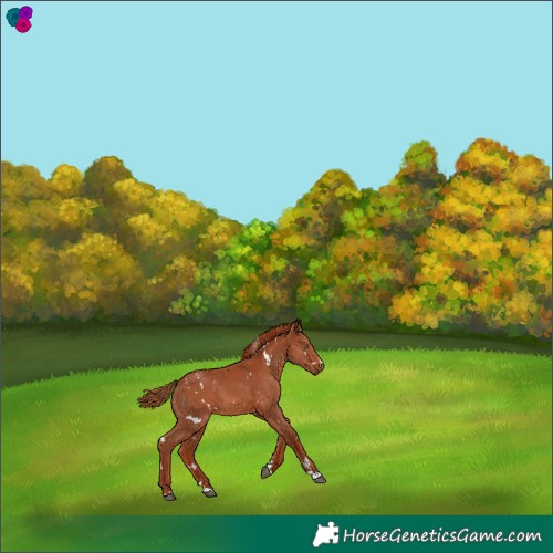 Horse Color:White Spotted Chestnut 