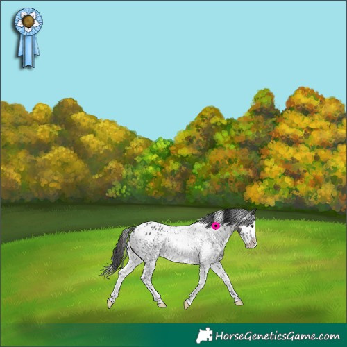 Horse Color:White Spotted Black Splash Appaloosa 