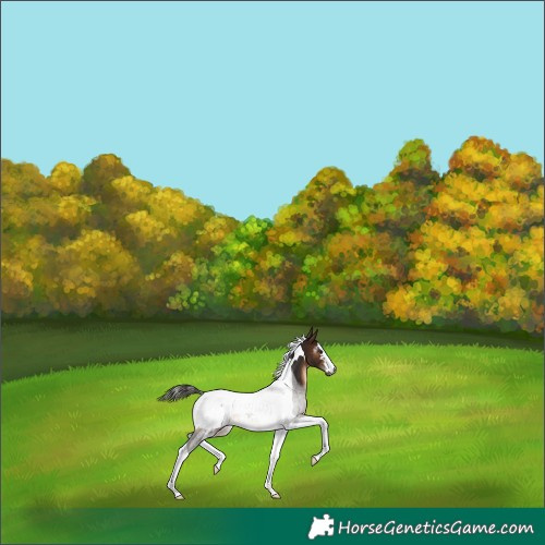 Horse Color:Gray Bay Tobiano Appaloosa 