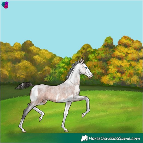 Horse Color:White Spotted Classic Champagne Dun Splash Tobiano  and Bay Roan Sabino Splash 