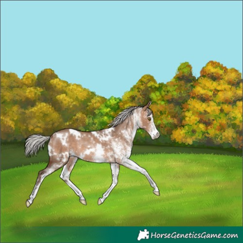 Horse Color:White Spotted Silver Brown Dun Rabicano 