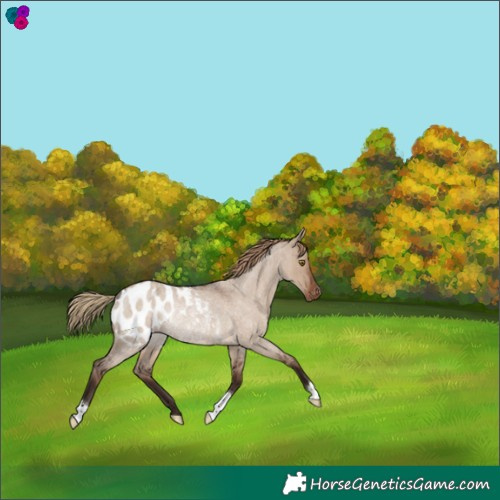 Horse Color:Liver Red Dun Roan Appaloosa Rabicano 
