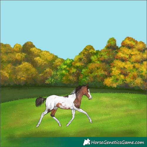 Horse Color:Bay Mushroom Tobiano Appaloosa 