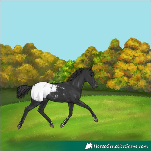 Horse Color:Black Mushroom Appaloosa 