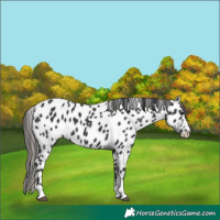 Horse Color:Black Leopard 