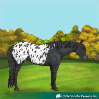 Horse Color:Black Appaloosa 