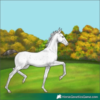 Horse Color:Liver Chestnut Sabino 