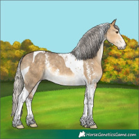 Horse Color:Silver Buckskin Dun Sabino Tobiano 