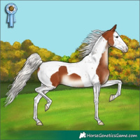 Horse Color:Silver Bay Splash Tobiano 