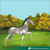 Horse Color:Grullo Sabino Tobiano 