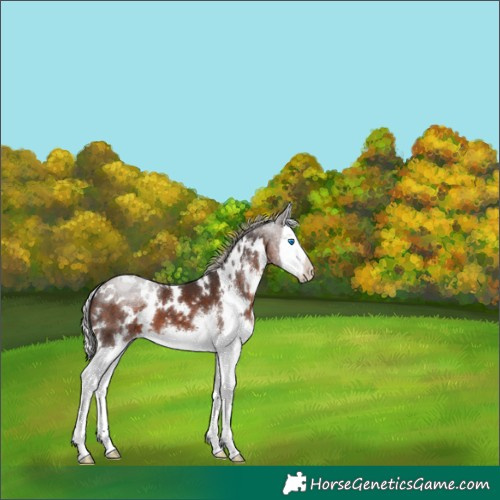 Horse Color:White Spotted Silver Brown Sabino Splash 