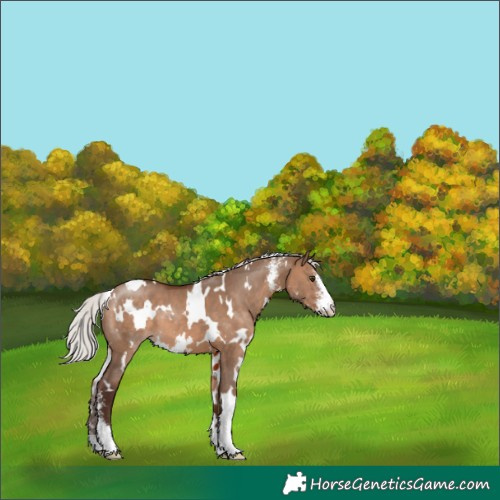 Horse Color:White Spotted Silver Brown Dun Sabino