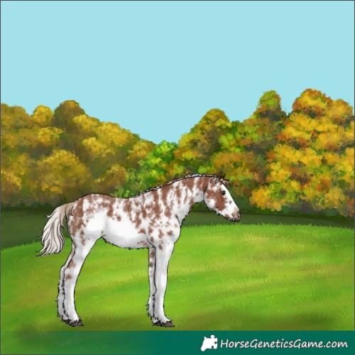 Horse Color:Chestnut Sabino Splash Frame 