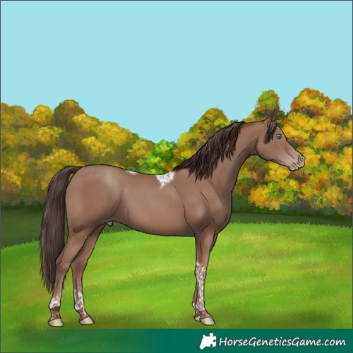 Horse Color:Classic Champagne Tobiano 