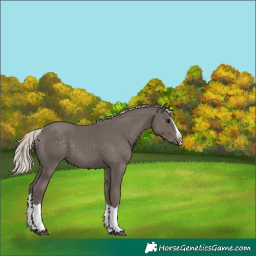 Horse Color:Silver Black Splash 