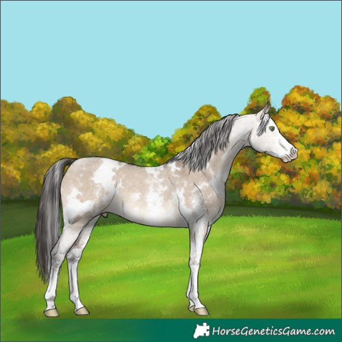 Horse Color:White Spotted Brown Dun Sabino Rabicano 